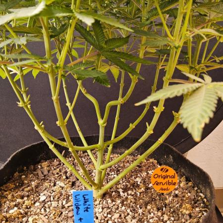 White Widow Plus