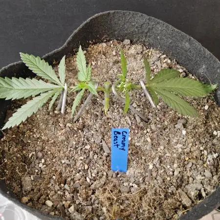 Creamy Seeds Mafia