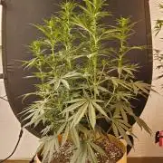 Bubba Seedsman