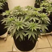 White Widow Plus