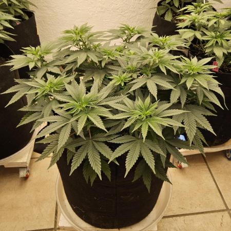 White Widow Plus