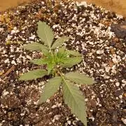 Bubba Seedsman