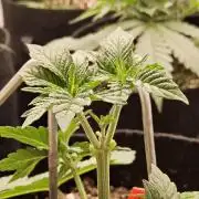 Mexican Sativa