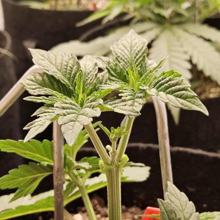 Mexican Sativa