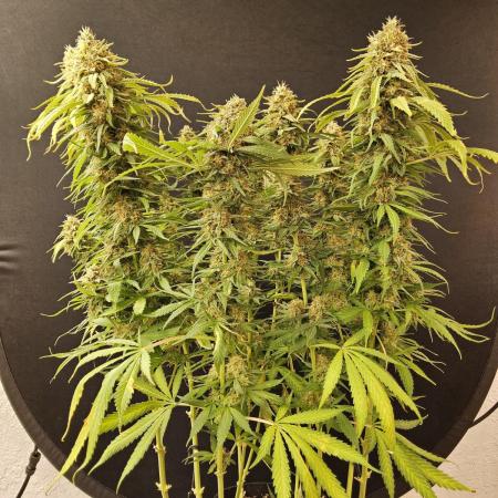 Creamy Seeds Mafia