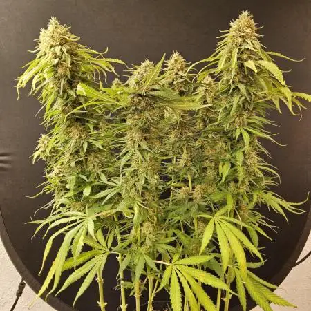 Creamy Seeds Mafia