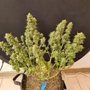 White Widow Plus