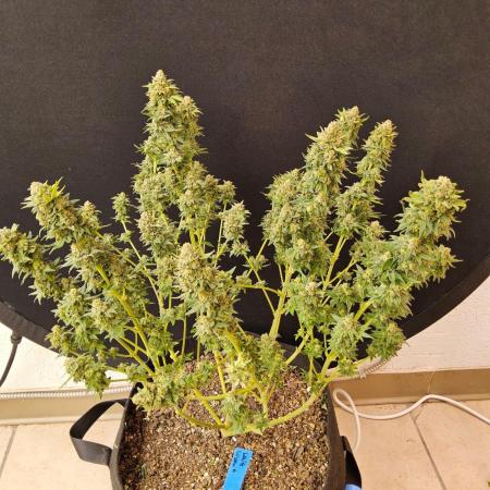 White Widow Plus