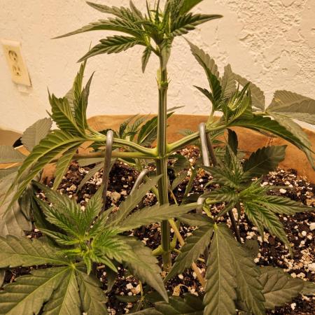 Bubba Seedsman