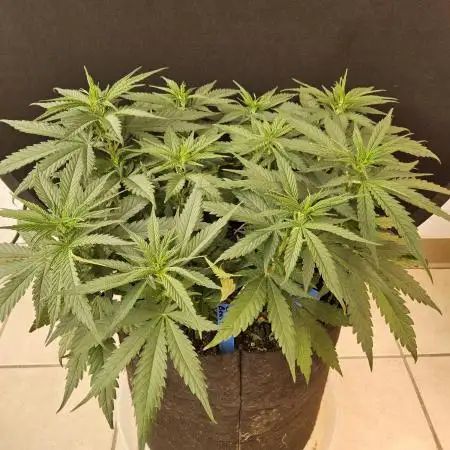 Creamy Seeds Mafia