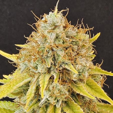 Original New Year Grow