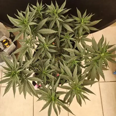 Mafia Skunk