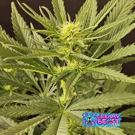 Creamy Seeds Mafia