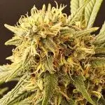 Mafia Skunk