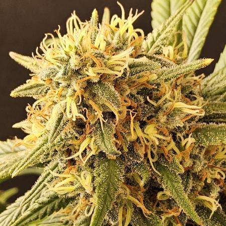 Mafia Skunk