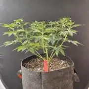 Mexican Sativa
