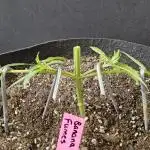 Original Bananas