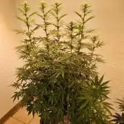 Amnesia go fast