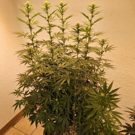Amnesia go fast