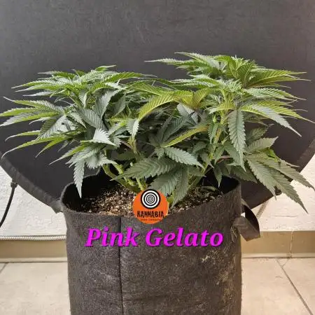 Kannabia Pink