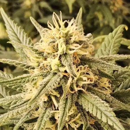 Mafia Skunk