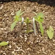 Amnesia go fast