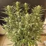 Mafia Skunk