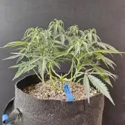 Turbo Amnesia