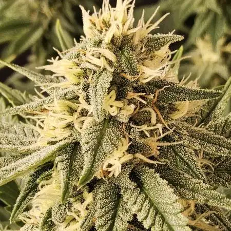 Seedsman, Alaskan Do-Si-Dos