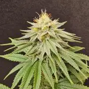 Amnesia go fast