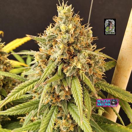 Mafia Skunk