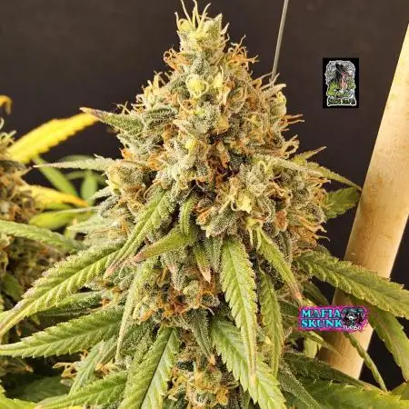 Mafia Skunk