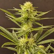 Bubba Seedsman