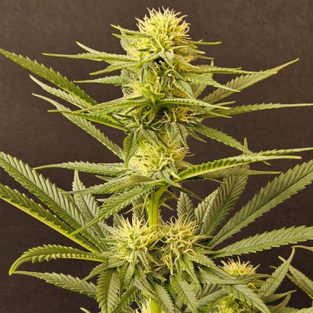 Bubba Seedsman