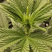 White Widow Plus