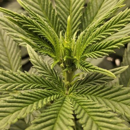 White Widow Plus