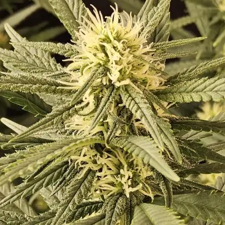Mafia Skunk