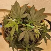 Bubba Seedsman