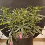 Mafia Skunk