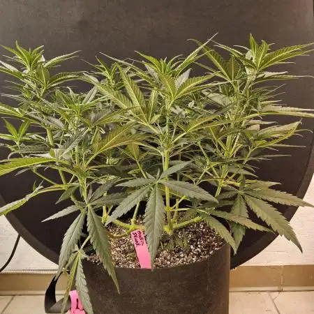 Mafia Skunk