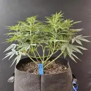 White Widow Plus