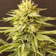 Bubba Seedsman