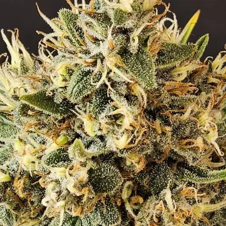 Seedsman, Alaskan Do-Si-Dos