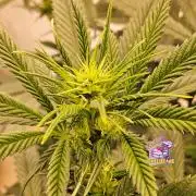 Bubba Seedsman