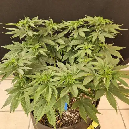 Seedsman, Alaskan Do-Si-Dos