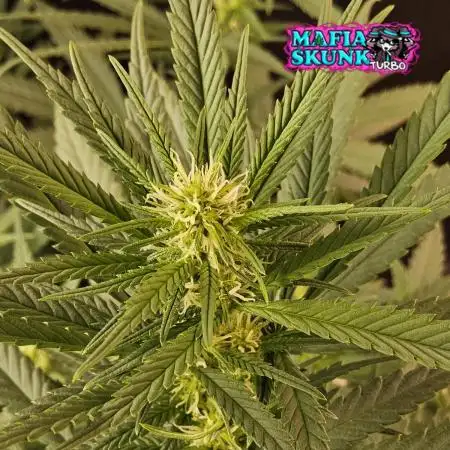 Mafia Skunk