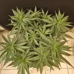 Creamy Seeds Mafia