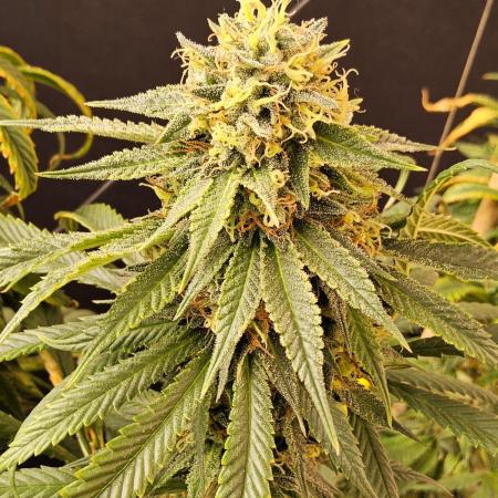 Bubba Seedsman