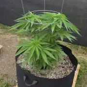2026 Outdoor Grow