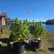 2026 Outdoor Grow